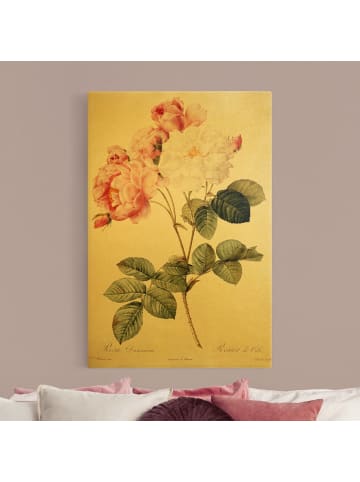 WALLART Leinwandbild Gold - Pierre Joseph Redouté - Damaszener-Rose in Rosa