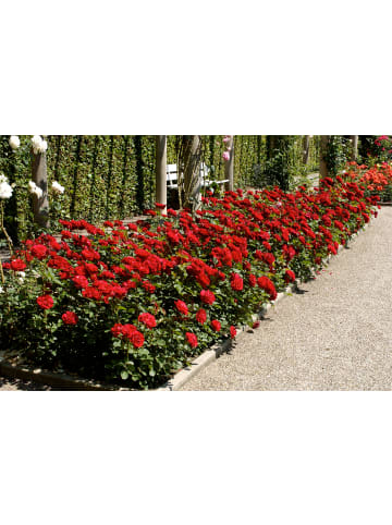 GARDENZO 3er-Set: Großblütige Rosen MIX in Bunt