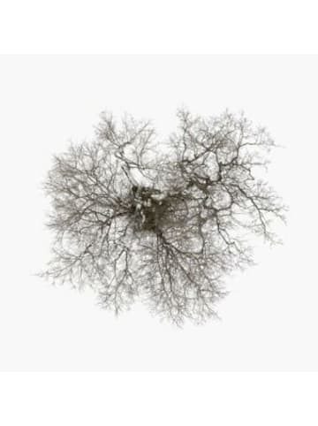 Believe Digital GmbH Musik - Tree