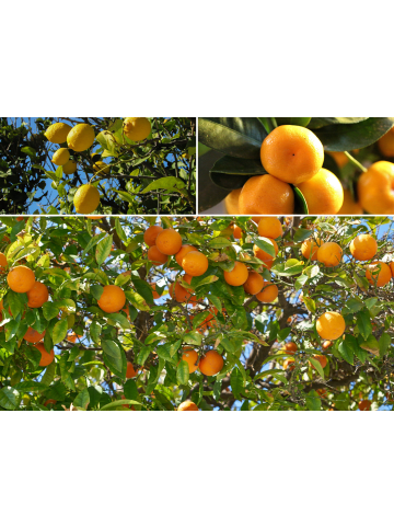 GARDENZO 4er-Set: Pflanzen Citrus Mix in Bunt