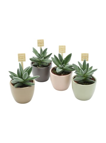 MeinVIPShop 4er Set Sukkulenten Tarantula mit Übertopf Variante 2