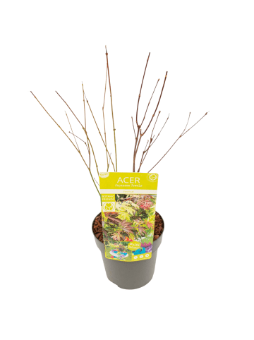 NatureNest Acer palmatum Festival Ahornpflanze in Grün Topf 19 cm Höhe 50 cm