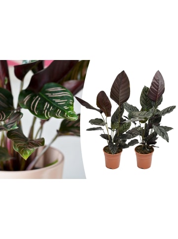 OH2 2er-Set: Calathea Ornata in Grün