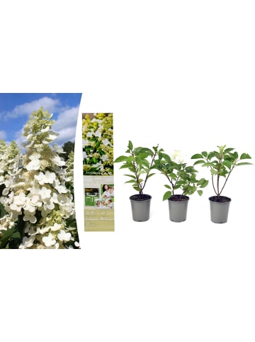 GARDENZO 3er-Set: pan. 'Kyushu' Hortensien in Weiß