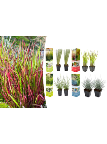 GARDENZO 8er-Set: Ziergräser in Bunt