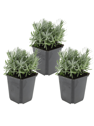 NatureNest 3er: Set Lavandula angustifolia Hidcote Pflanzen in Lila