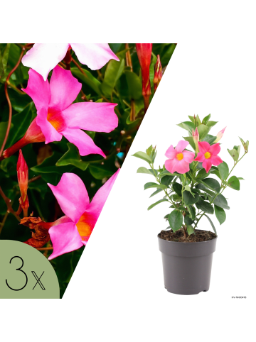 NatureNest Mandevilla rosa Set 3 Dipladenia sanderi Balkon