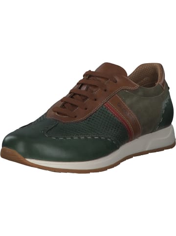 Galizio Torresi Sneakers Low in OLIVA-OLIV.BUC-SET