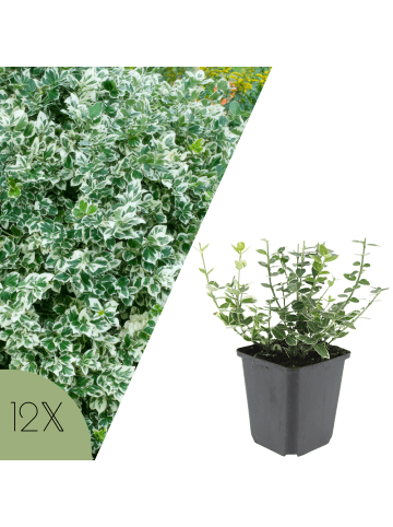 NatureNest 12er: Set Euonymus Emerald n Gaiety Pflanzen in Grün