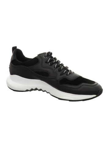 Floris van Bommel Sneaker Low in schwarz
