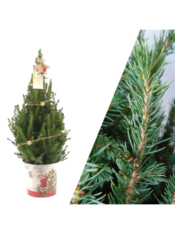 NatureNest Weihnachtsbaum mit Beleuchtung Starlight im Weihnachtsmann-Topf  