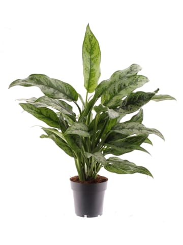 MeinVIPShop Aglaonema Romeo 45cm Zimmerpflanze