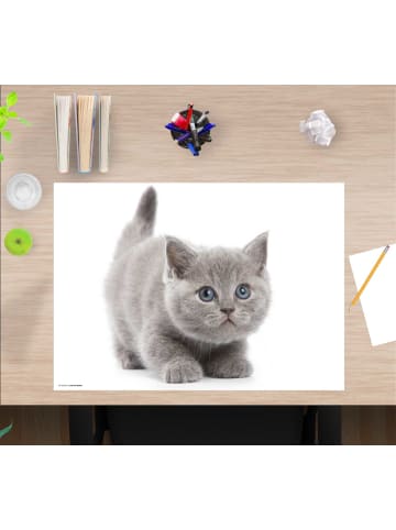 cover-your-desk.de  Schreibtischunterlage "Süße graue Katze" in Grau (L)60 x (B)40