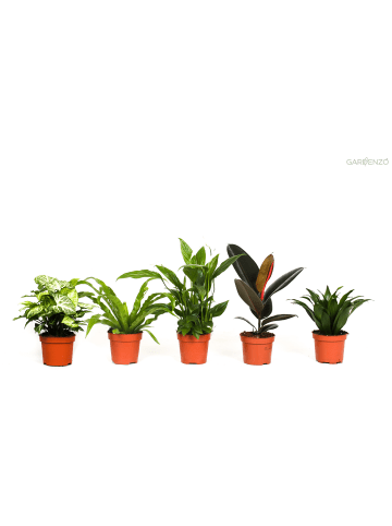 GARDENZO 5er-Set: luftreinigenden Zimmerpflanzen