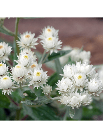 NatureNest 3er: Set Anaphalis triplinervis Pflanzen in Weiß