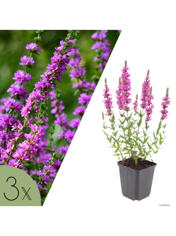 NatureNest 3er: Set Lythrum salicaria Pflanzen in Lila