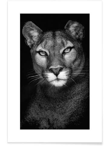 Juniqe Poster "Lioness" in Grau & Schwarz