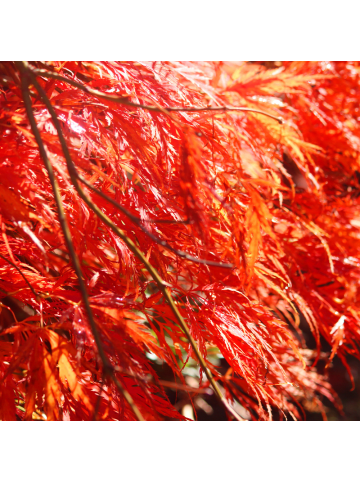 NatureNest 3er: Set Acer palmatum Atropurpureum Ahornpflanze in Rot