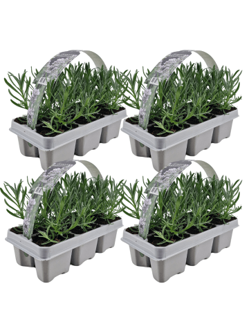 NatureNest 24er: Set Lavandula angustifolia Edelweiss Lavendelpflanzen in Weiß