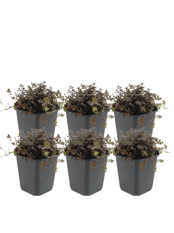 NatureNest Stachelnüsschen Set 6 Acaena Kupferteppich winterhart