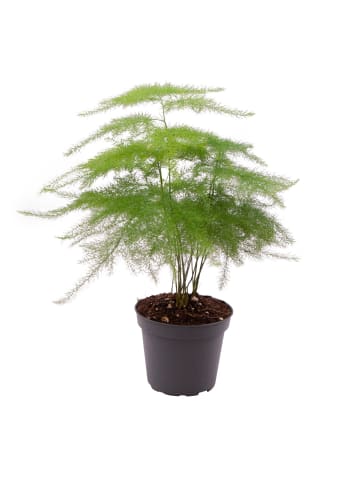 MeinVIPShop Asparagus setaceus Plumosus 35cm Zimmerpflanze