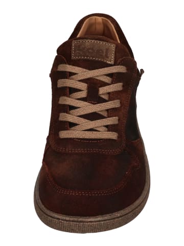KOEL Sneaker Low FRANCIE CLOUD in braun