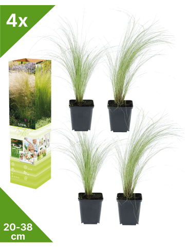 GARDENZO 4er-Set: Stipa Zwerg-Federgras