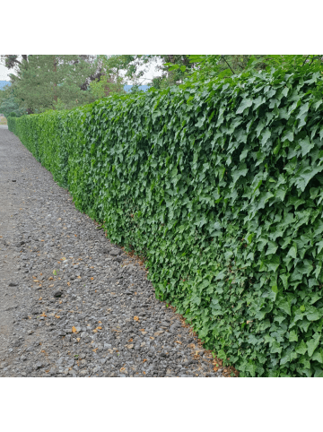 NatureNest 12 Atlantische Efeu-Pflanzen  Hedera Hibernica  