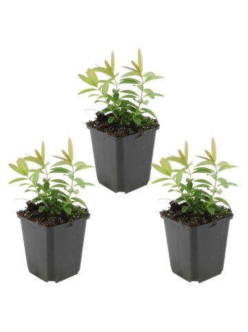 NatureNest 3 Hypericum calycinum Pflanzen in Gelb Topf 9 cm Höhe 15 cm