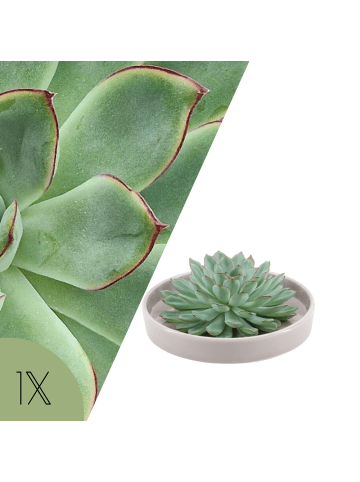 NatureNest Echeveria Pulidonis kompakte Sukkulente in taupe Keramikschale