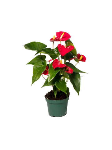MeinVIPShop Flamingoblume rot 50 cm Zimmerpflanze