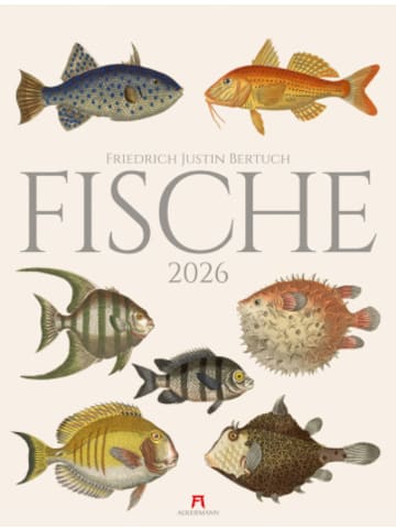 Ackermann Kunstverlag Kalender - Fische Kalender 2026