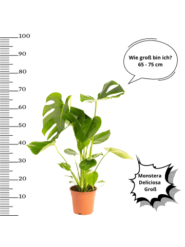 OH2 2er-Set: Monstera Deliciosa in Grün