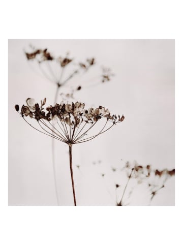 WALLART Leinwandbild - Trockenblume im Schatten in Braun