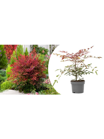 GARDENZO Nandina Domestica Obsessed in Bunt