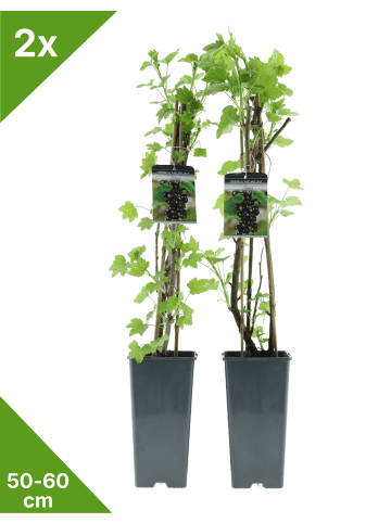 GARDENZO 2er-Set Johannisb. schw. 50-60cm 2L Topf