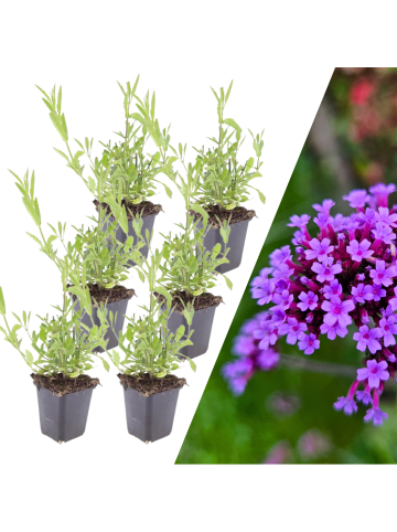NatureNest 6 Eisenkraut pflanzen  Verbena bonariensis  