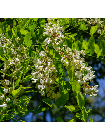 NatureNest Robinia pseudoacacia Umbraculifera Kugelakazie in Rosa