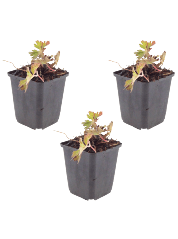 NatureNest 3er: Set Geranium Azure Rush Pflanzen in Blau