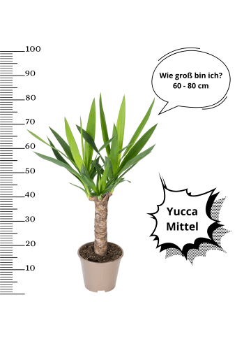 OH2 2er-Set: Yucca Mittel in Grün