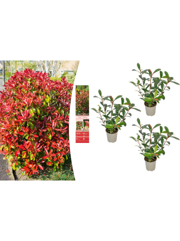 OH2 3er-Set: Photinia fras. 'Red Robin' Glanz Mispel in Bunt