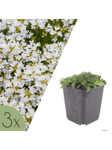 NatureNest 3er: Set Thymus praecox Albiflorus Pflanzen in Weiß