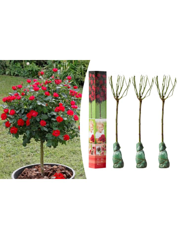 GARDENZO 3er-Set: Mini-Stamm Rosen in Rot