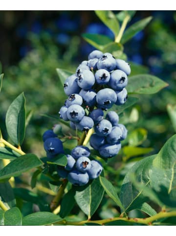 GARDENZO Obstmix 50-60cm 2L Topf