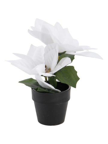 Home&Styling Collection Weihnachtsstern in weiß