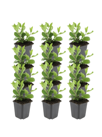 NatureNest Herbstaster Asran Set 12 Aster ageratoides winterhart