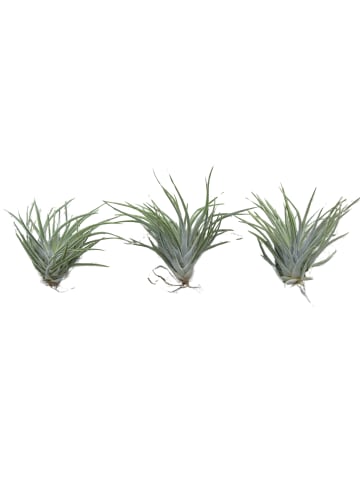 MeinVIPShop 3er Set Seeigelgehäuse Urchin weiß mit Tillandsie Kammi