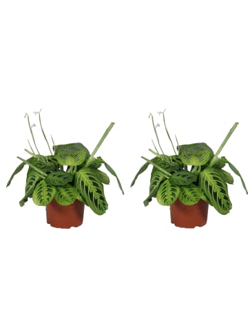 MeinVIPShop Maranta leuconeura Lemon Lime 2er Set