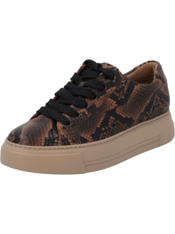 Paul Green Schnürschuhe in Sisal