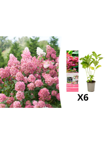 GARDENZO 6er-Set: pan. 'Pink Diamond' Hortensien in Rosa